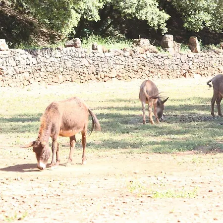 Mas La Solarie Au Coeur Des Cévennes Avec Accès Privé à La Rivière Casa vacanze