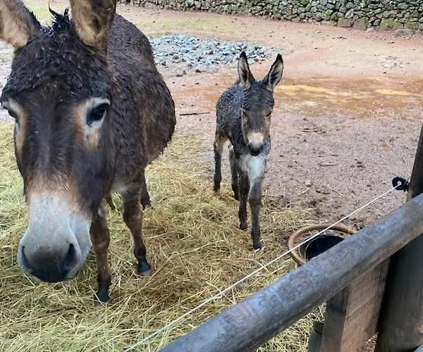 Hébergement de vacances Mas La Solarie Au Coeur Des Cévennes Avec Accès Privé à La Rivière *