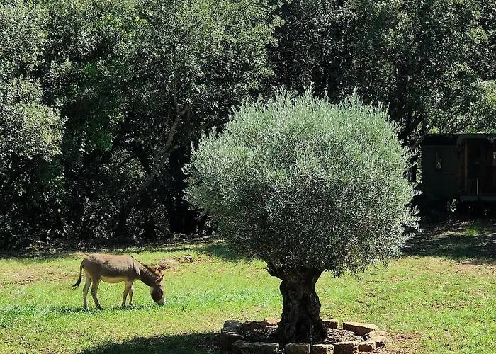 Mas La Solarie Au Coeur Des Cévennes Avec Accès Privé à La Rivière Thoiras
